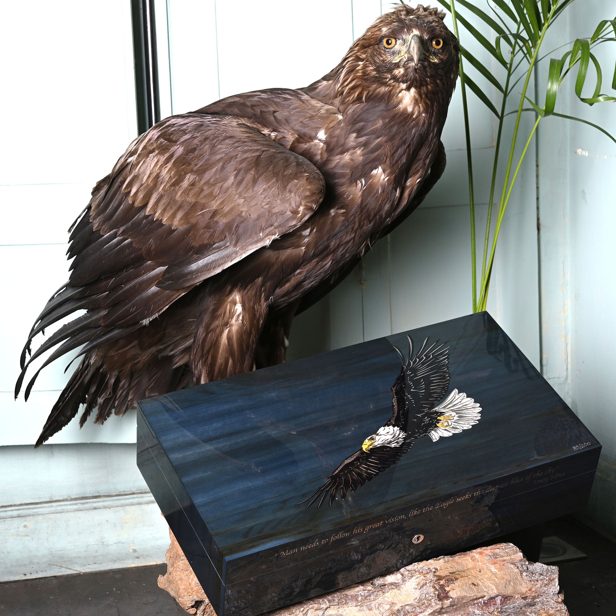 elie-bleu-eagle-humidor-110-zigarren-red-gum image 2